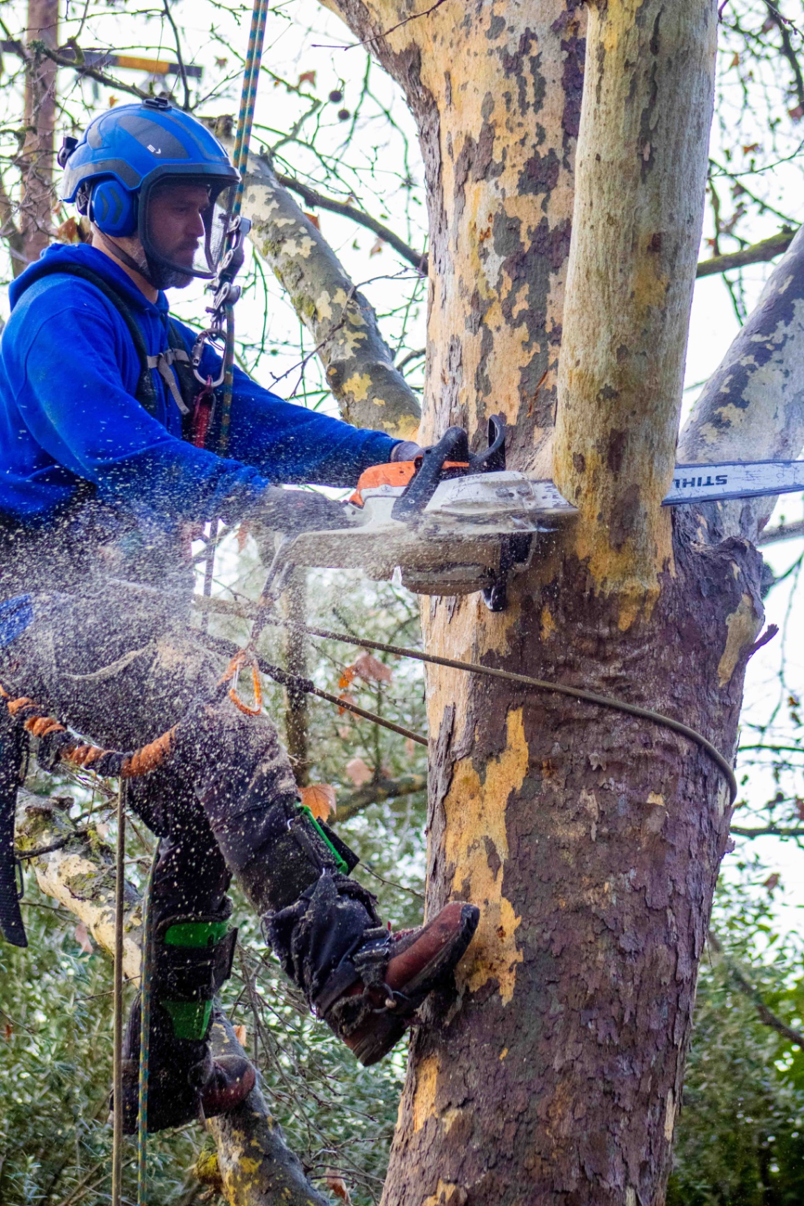 TreeMax crew trimming trees in Sacramento