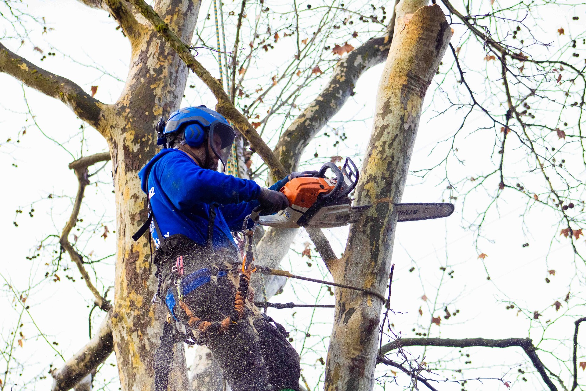 TreeMax arborist at work