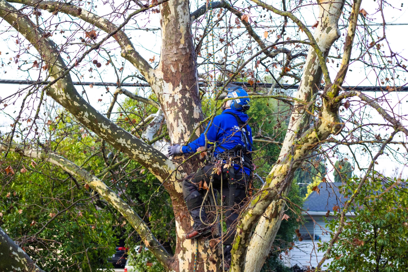 Arborist climbing tree for professional tree removal